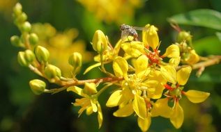 Insect on the yellow flowers in summer