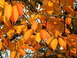 Gold beautiful leaves in the autumn