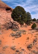 Green trees in the desert
