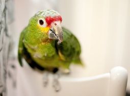 charming green parrot bird