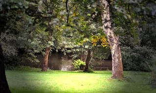 trees in park at rainy weather