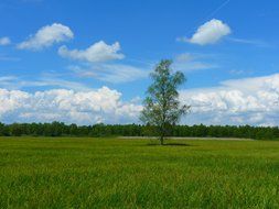 single tree in a spring green meadow