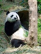 panda is eating bamboo in the reserve