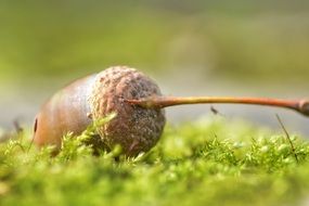 Acorn on green grass closeup