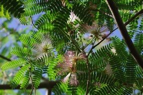 tropical tree with flowers