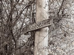 Black and white photographs of a plaque on a tree in France