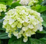 white hydrangea on a bush close up
