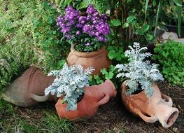 beautiful and delightful amphorae terracotta flowers