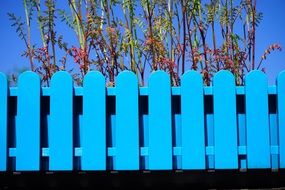 blue garden fence plants aback