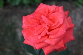 large bud of a romantic pink rose