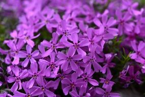 Violent cushion flower phlox