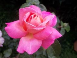 beautiful pink rose flower in nature