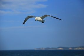 The gull hovers over the sea