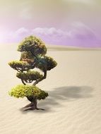 bonsai tree in the desert