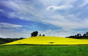 scenic rural field of rapeseeds