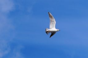 lonely white seagull against a blue sky