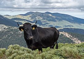 veal pasture black cow mountain view