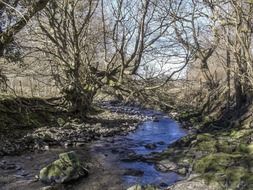 brook in woodland, uk, wales, blaenavon