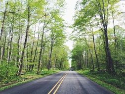 highway in the forest