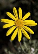 Beautiful blossoming flower with the yellow petals
