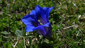 gentian blue close-up on blurred background