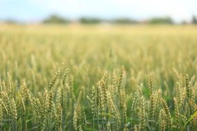 young wheat