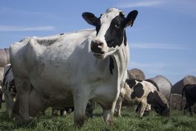 farm cows on pasture close up