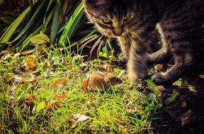 cat near field mouse on green grass