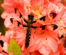 Dragonfly on a pink flower