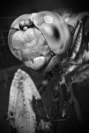 dragonfly eyes black and white macro