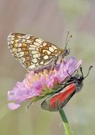 Colorful butterflies on a flower