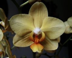 cream colored orchid