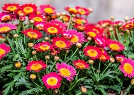 colorful chrysanthemum flowers