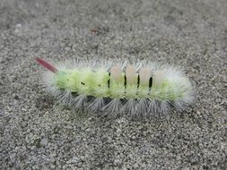 Macro Picture of the colorful fluffy caterpillar