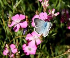 Beautiful and colorful butterfly on the pink flower