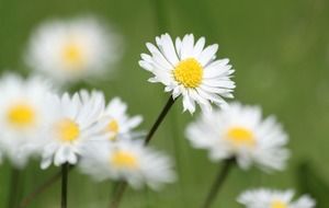 field daisies close-up on blurred background
