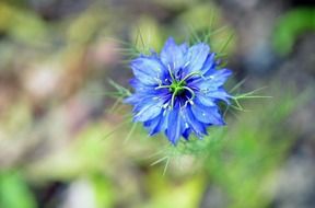 macro Photo of the blue flower