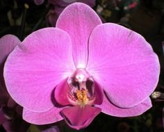 velvet purple pink orchid