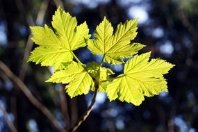 Photo of the green maple leaves