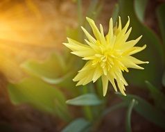 irresistible narcissus flower close-up on blurred background