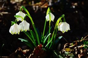 A bush of snowdrops on a sunny day