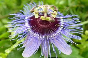 Exotic flower blossoms in the jungle
