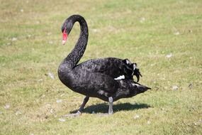 Black swan in the meadow