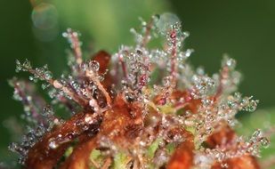 Drops of the water on the plant