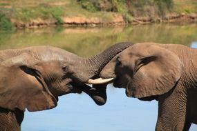 Elephants in a national park in africa