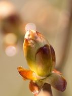 brown chestnut bud