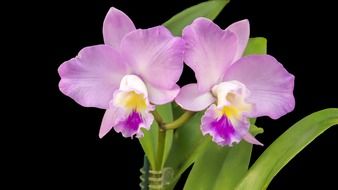 delightful purple violet orchid