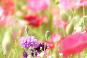 cornflowers in the early summer