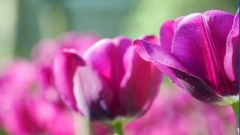 Close-up of the beautiful green and purple flowers in spring