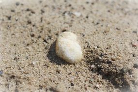 Stone on a sand beach